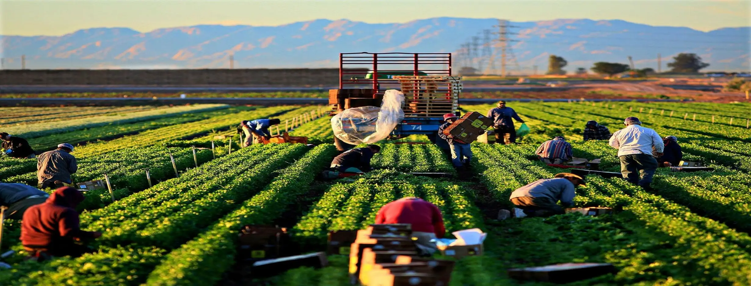 Image for Agricultural Estates